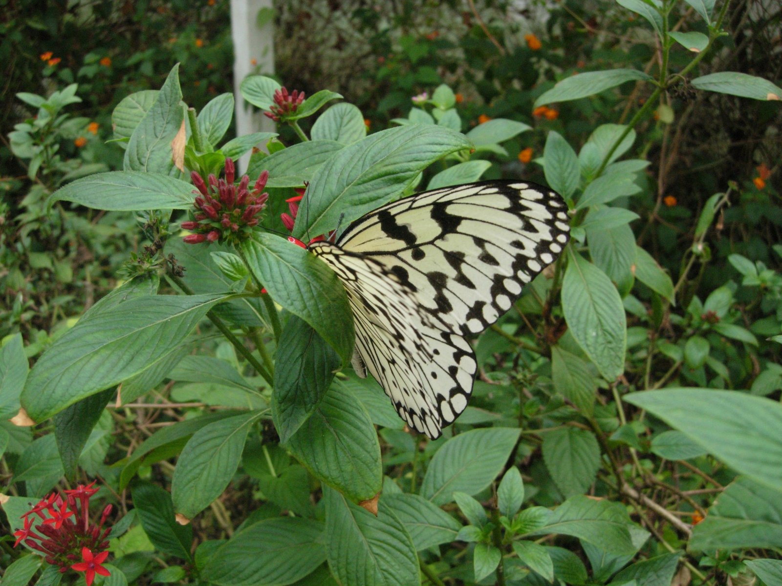  variegated butterfly