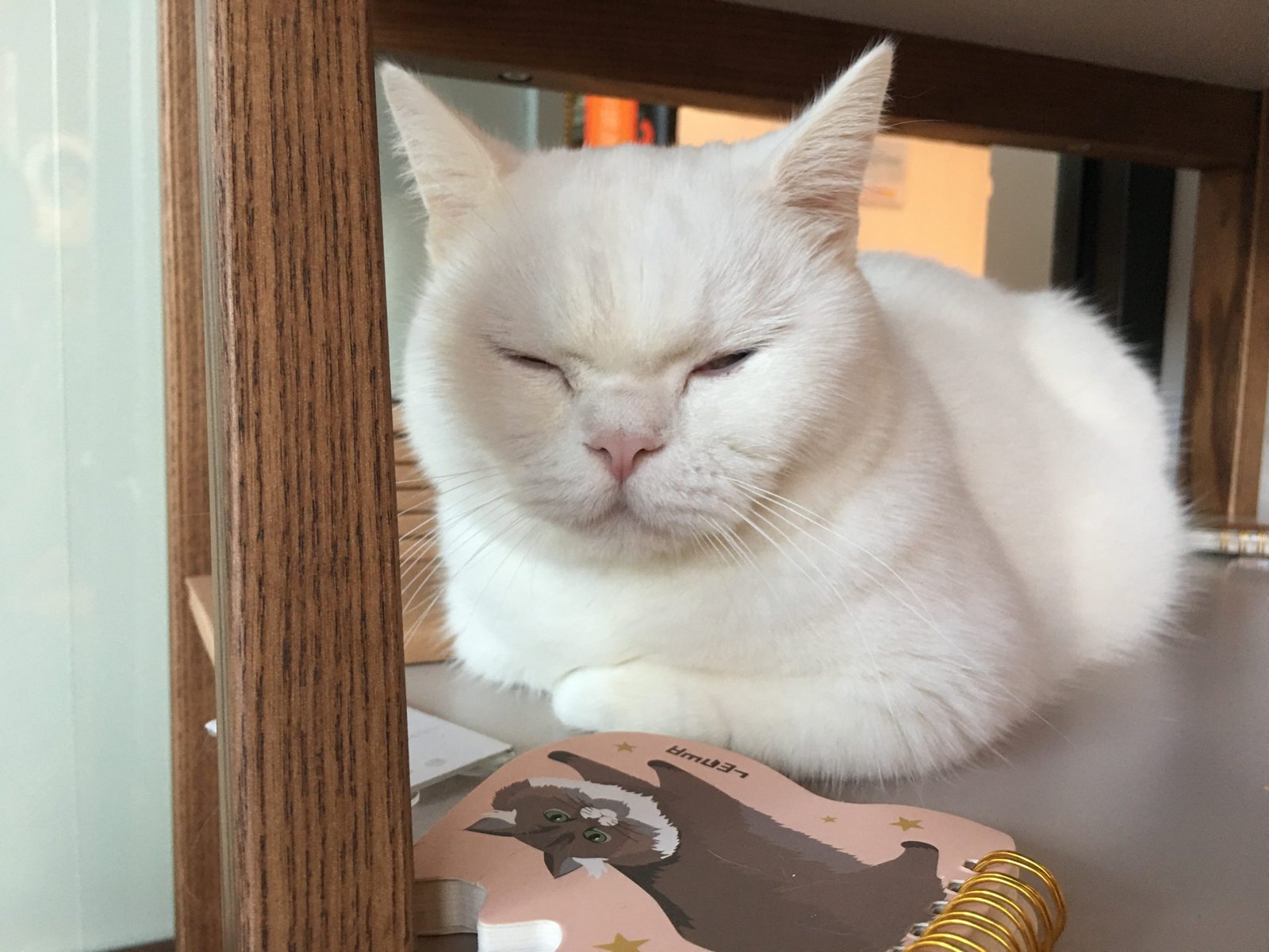 White English shorthair