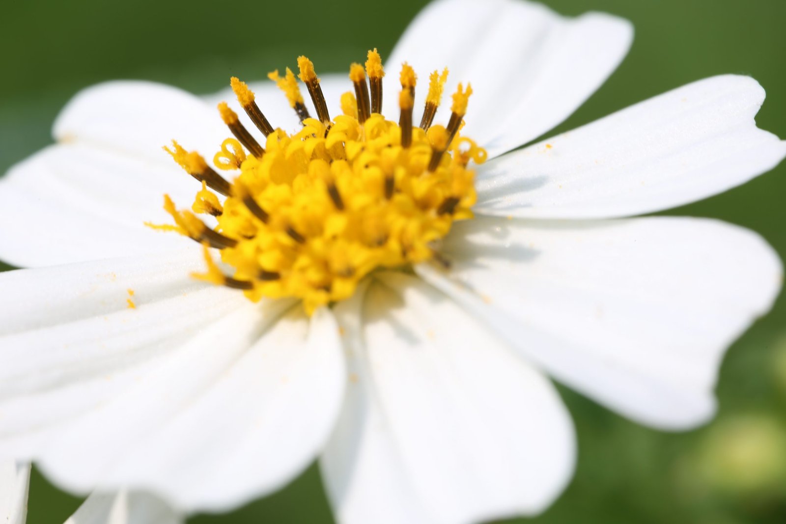 Bidens pilosa L.