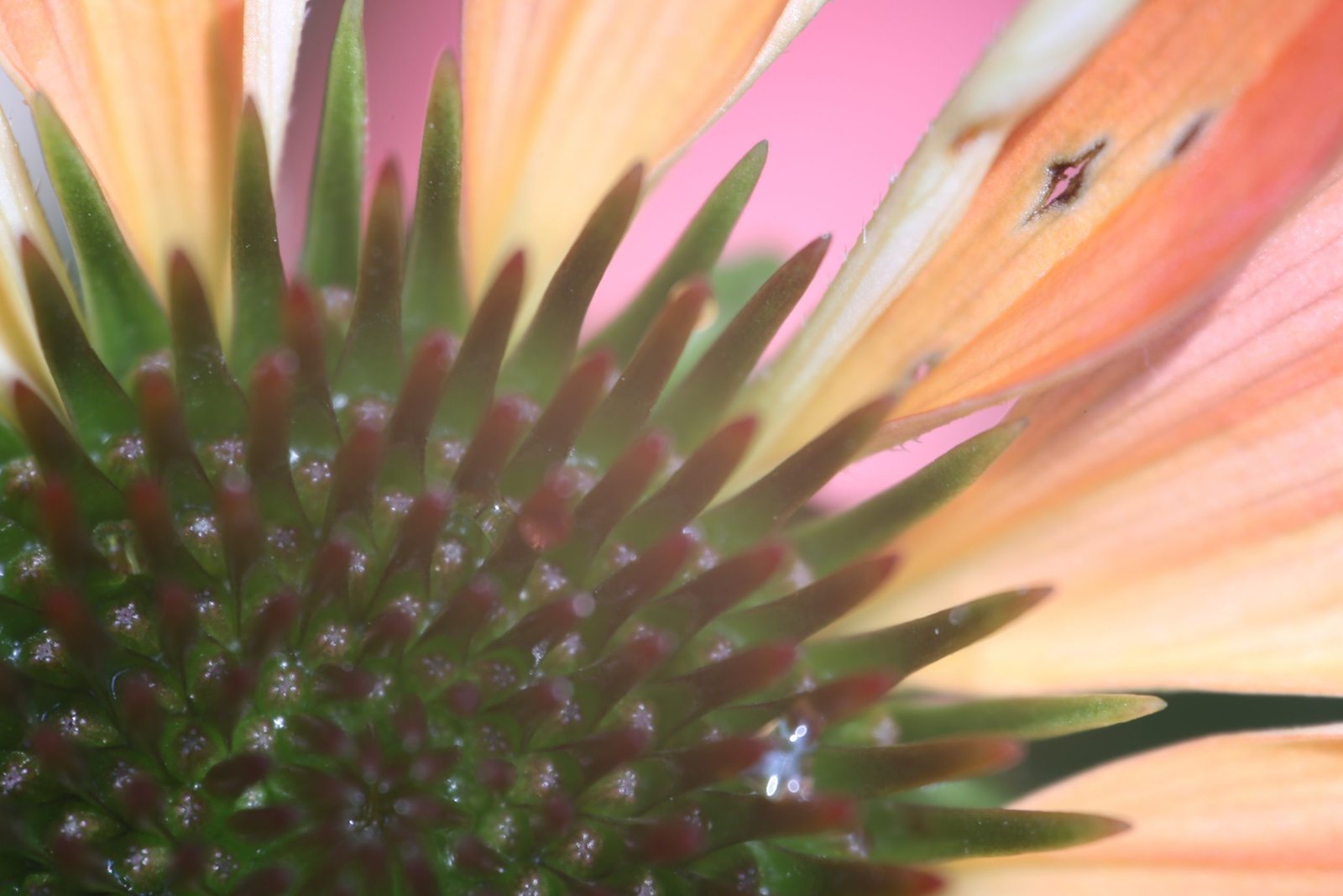 Echinacea purpurea before flowering