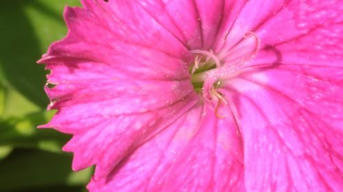 Golden stamens