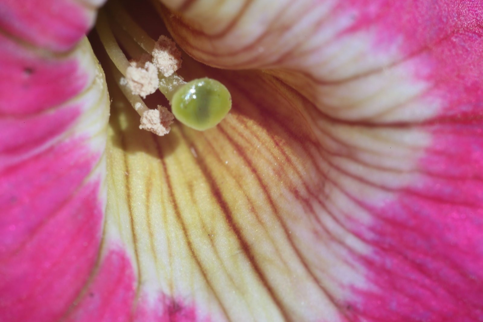 Green transparent stamens