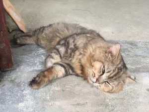 Lazy beaver cat