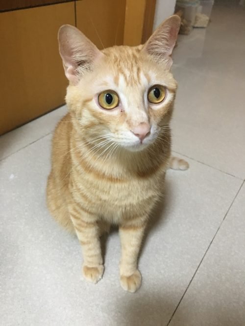 Orange Beaver Cat