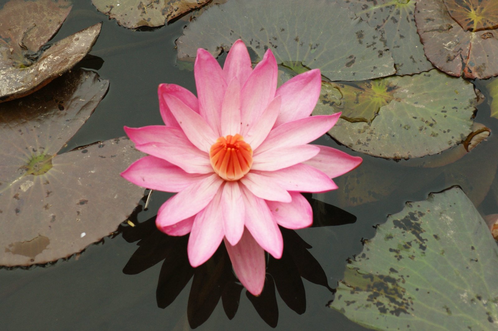 Pink Lotus Flowers