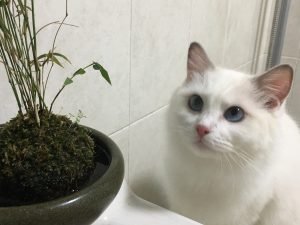 Ragdoll and asparagus fern