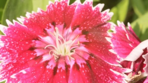 Red Dianthus chinensis