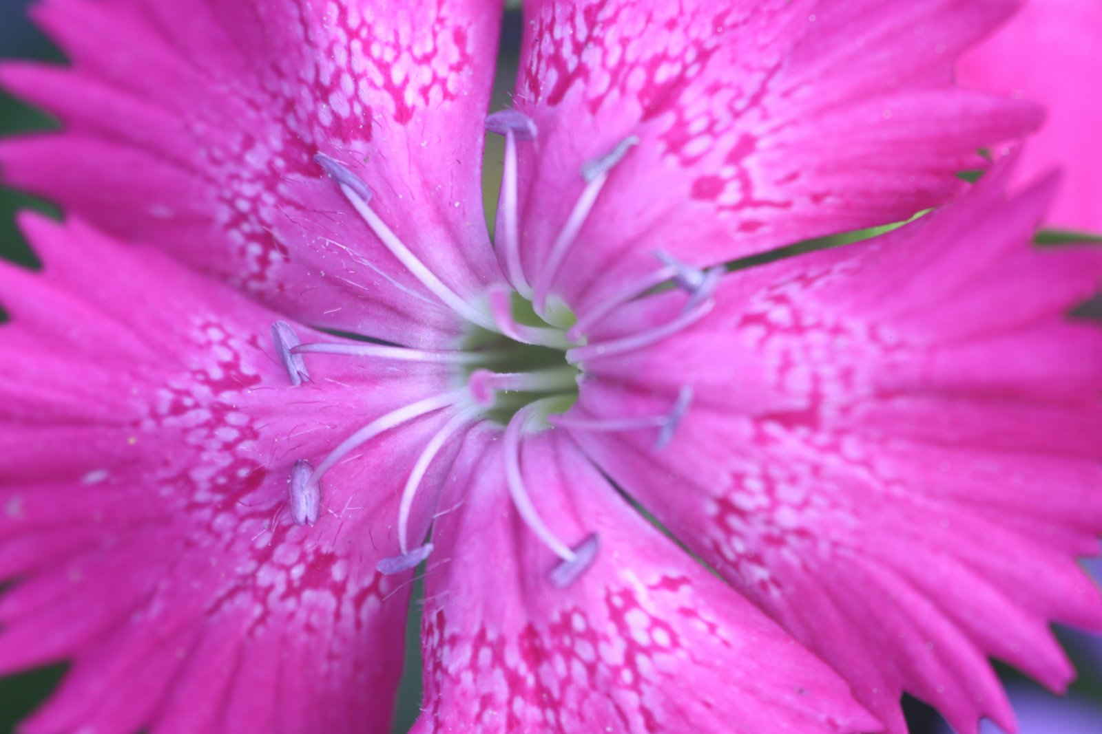 Rose-red Dianthus chinensis