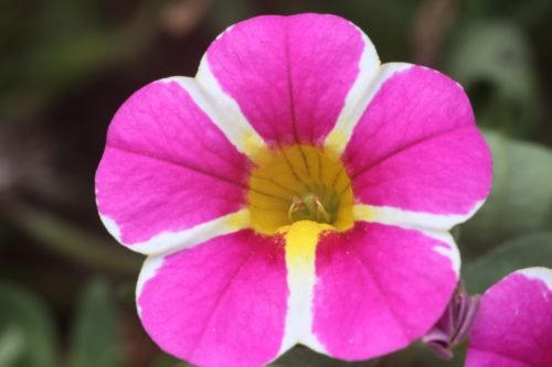 Rose-red morning glory