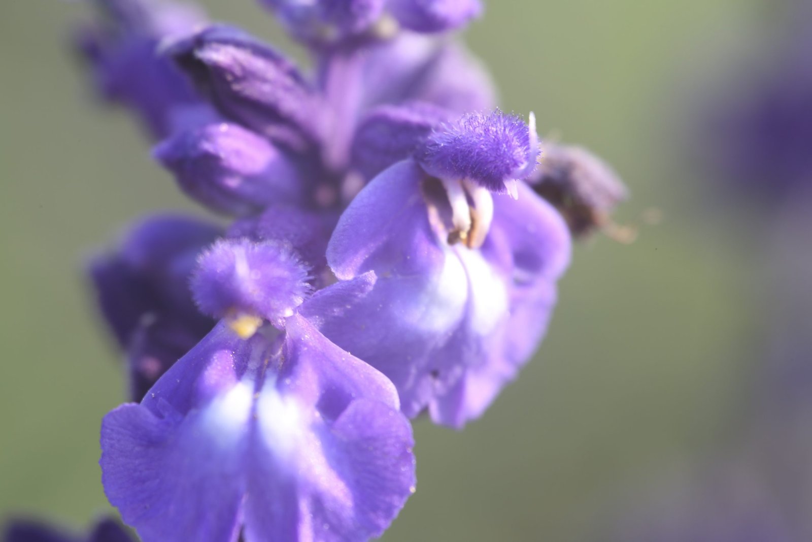 Smokey grass petals