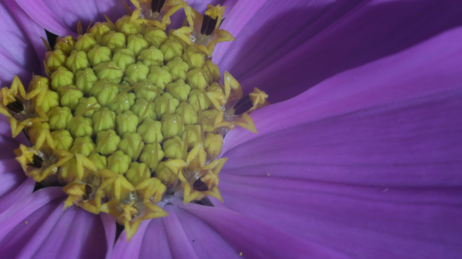 Stamen of cosmos bipinnata