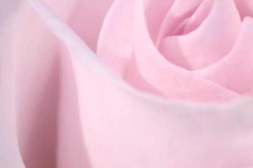 The Pink Rose