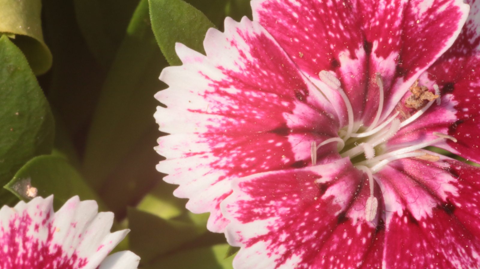 Two colors dianthus chinensis