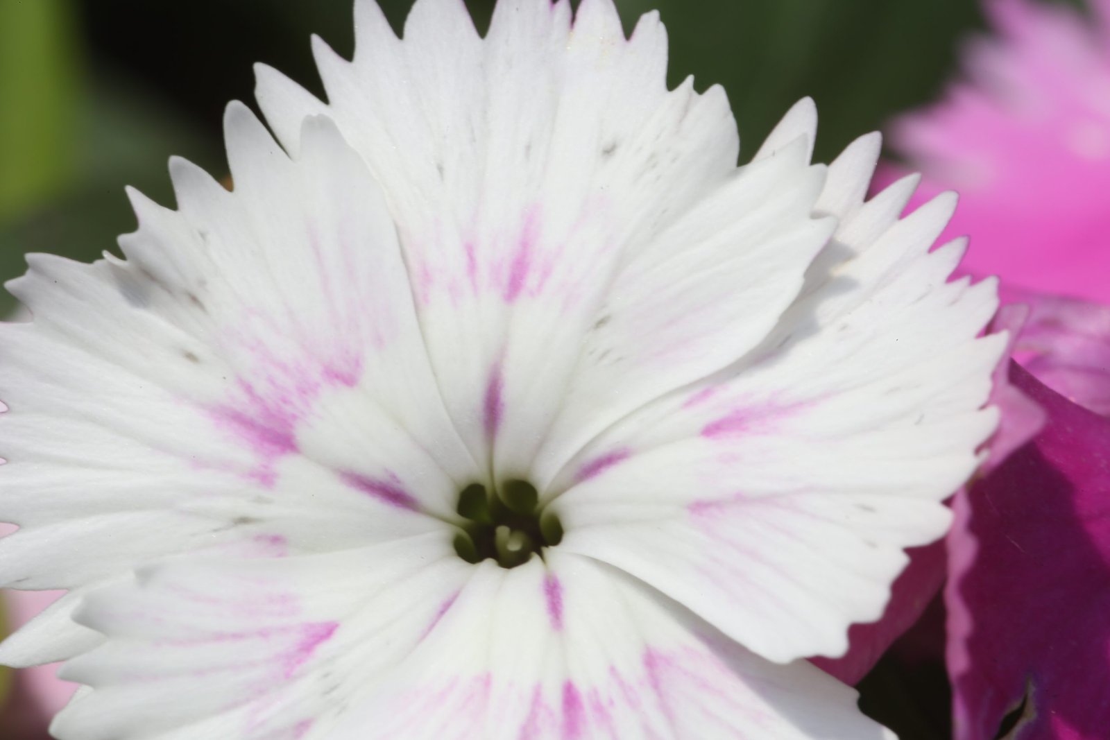 White dianthus chinensis