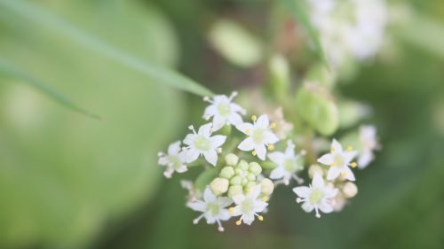 White patrinia villosa