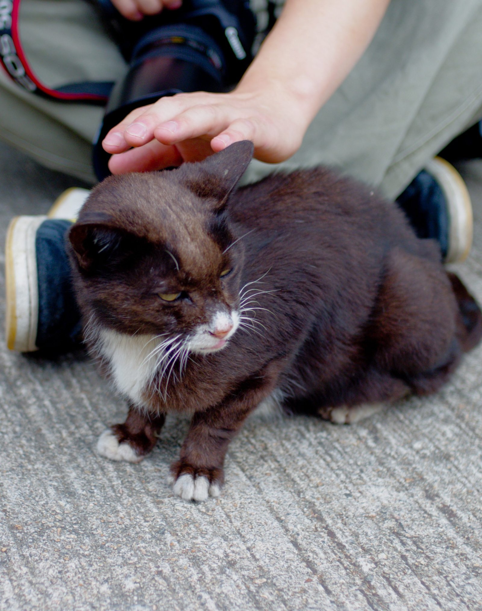 Stray cats