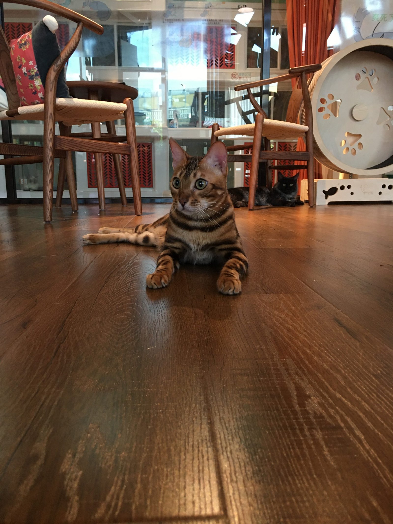 cat in the cafe