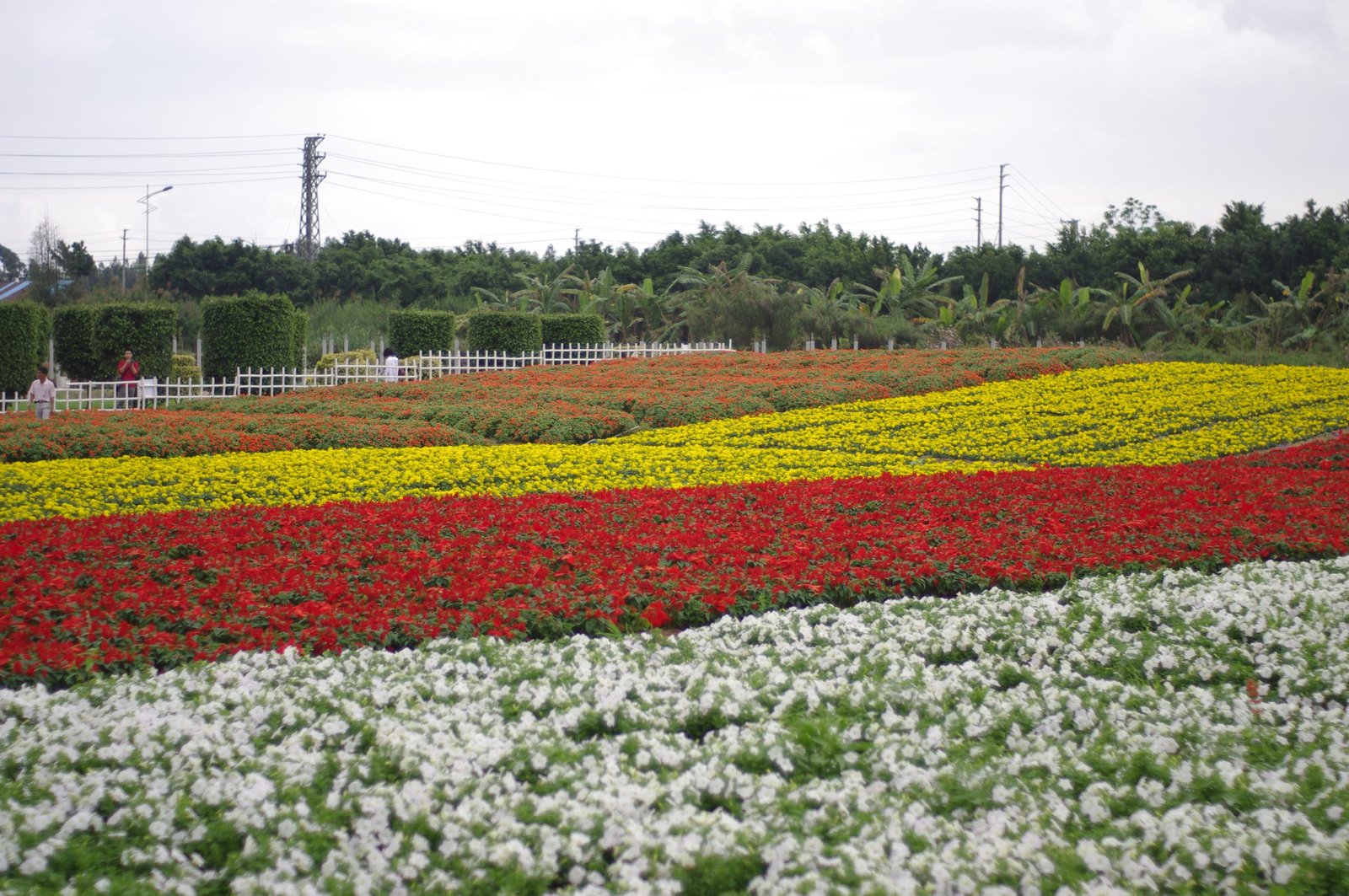 sea of flowers