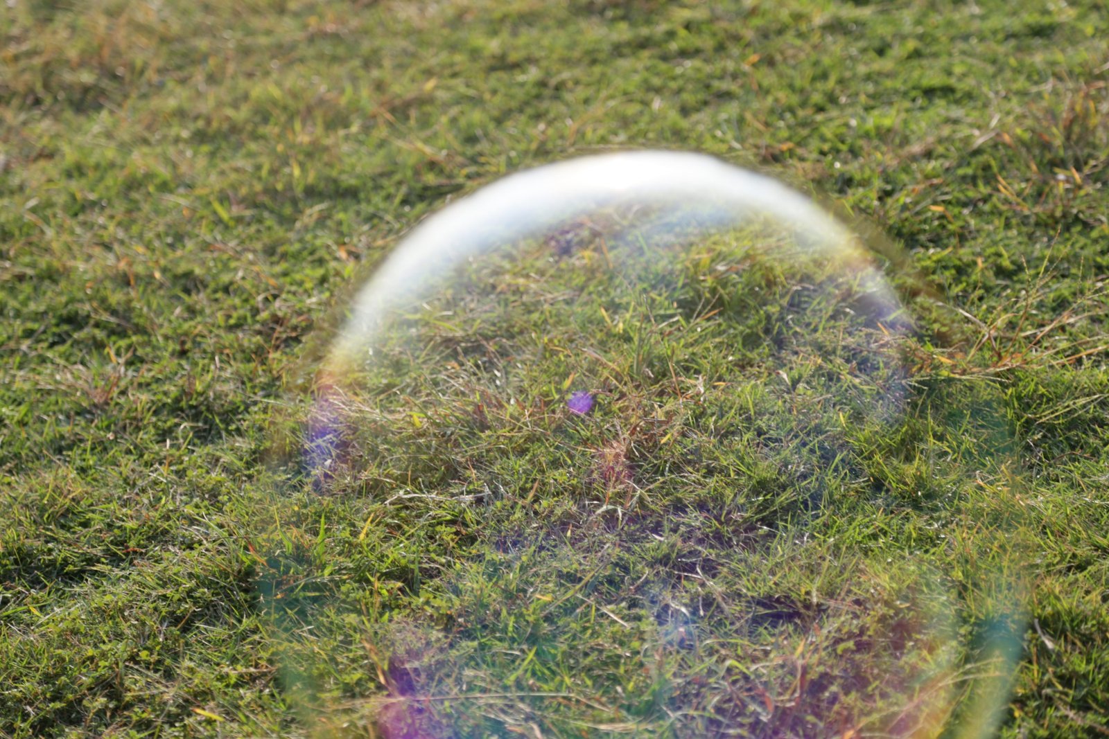 Bubbles on the lawn