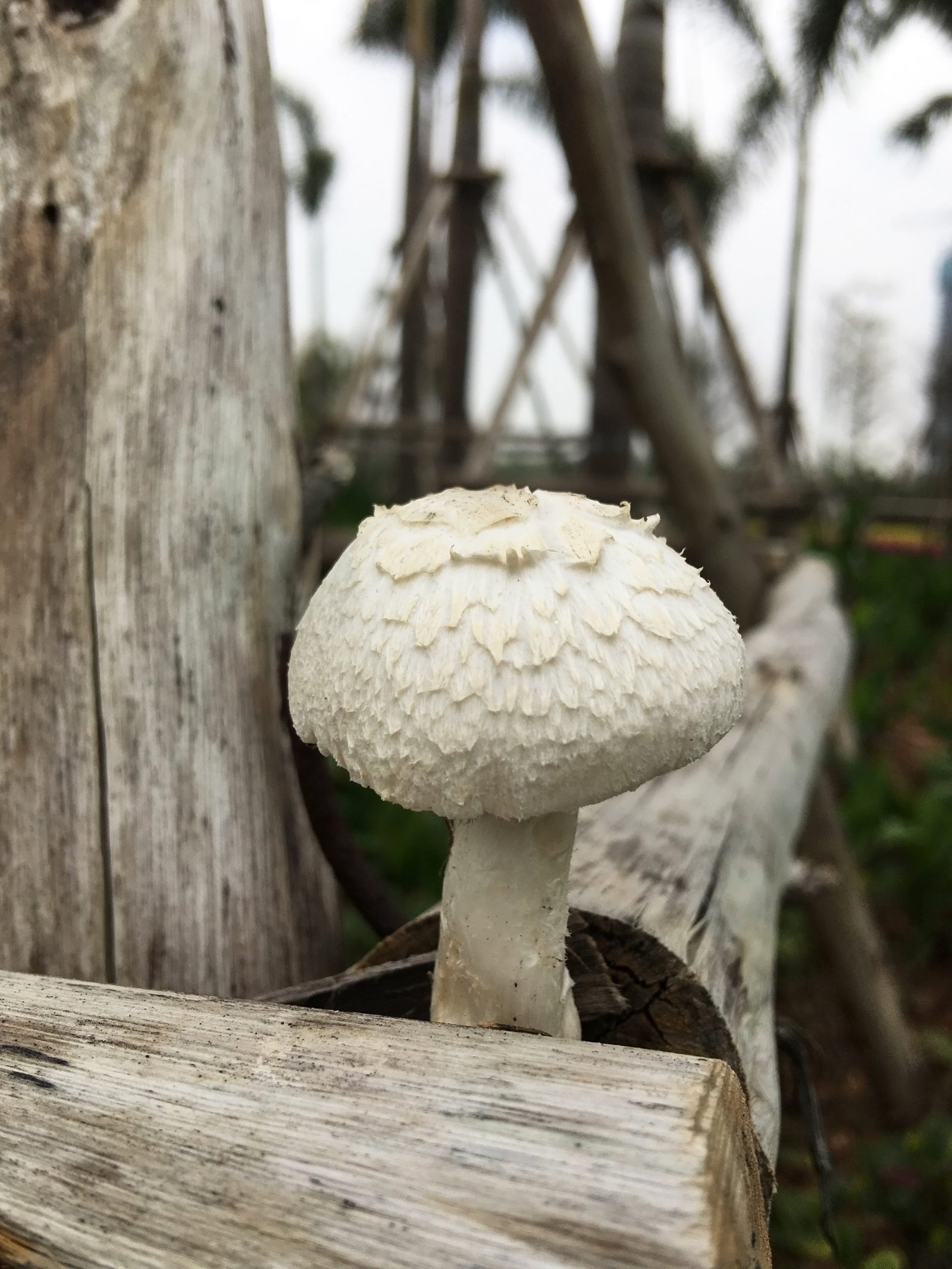 Wild mushrooms