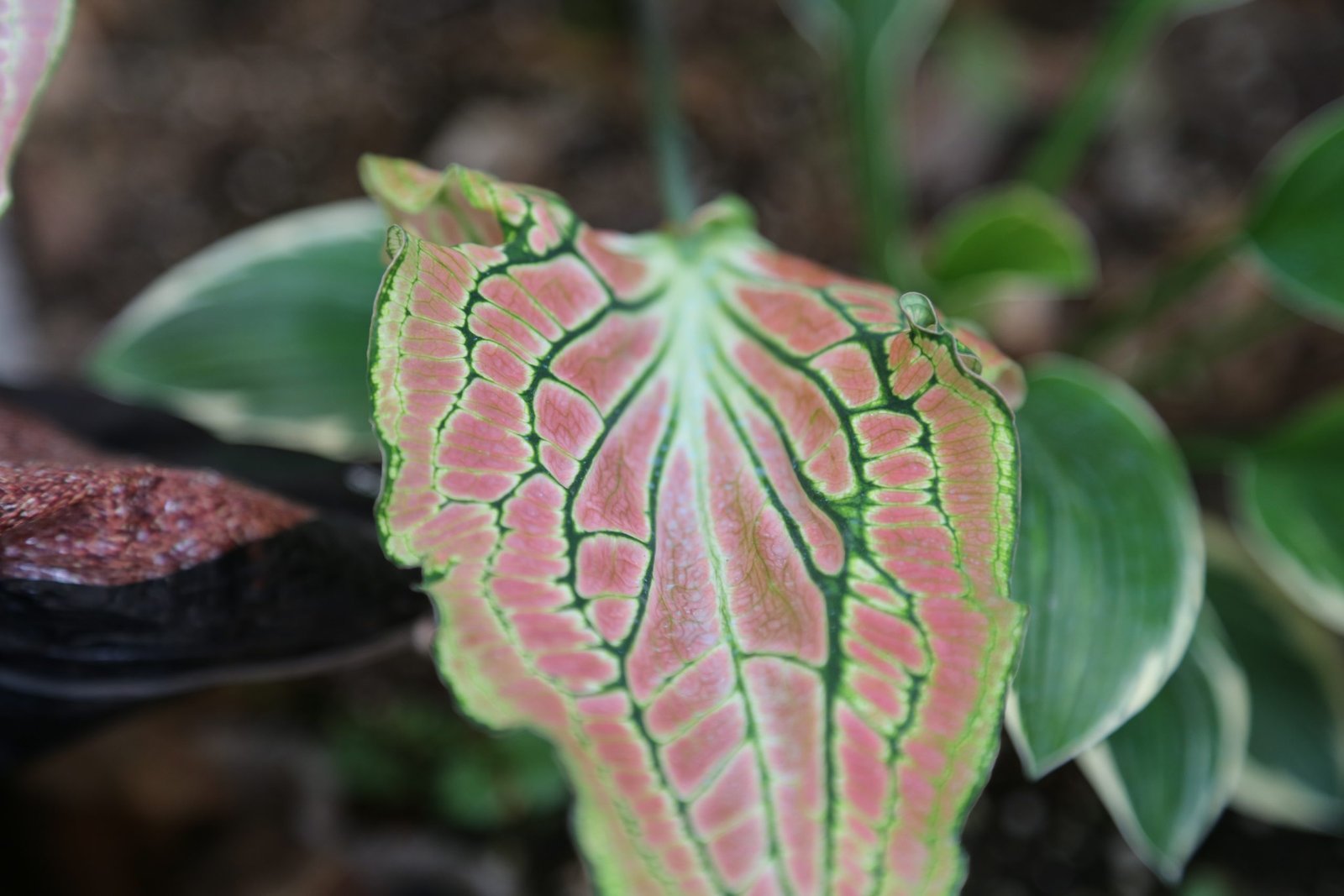 Caladium bicolor (Ait.) Vent