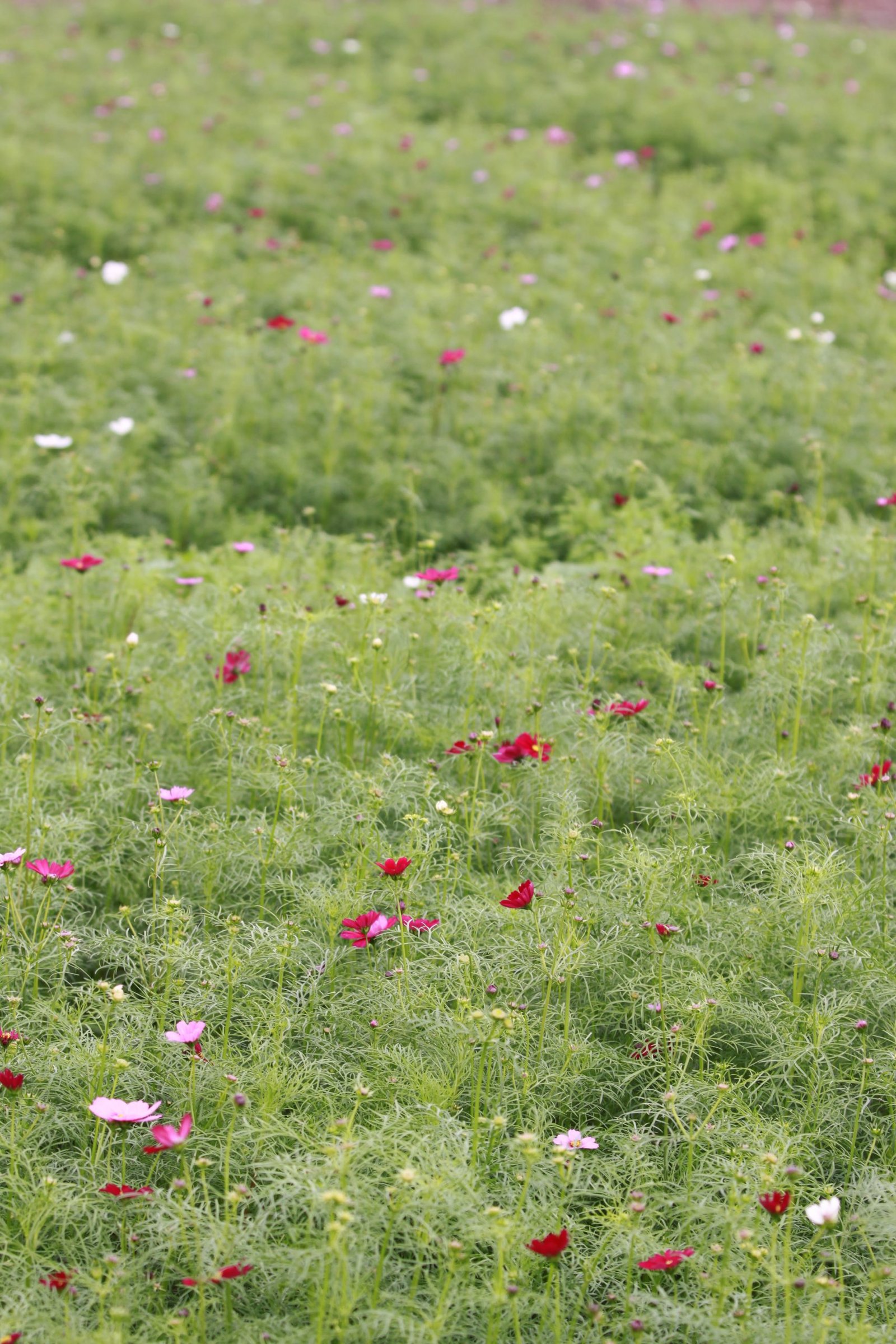 Grass and the sea of flowers